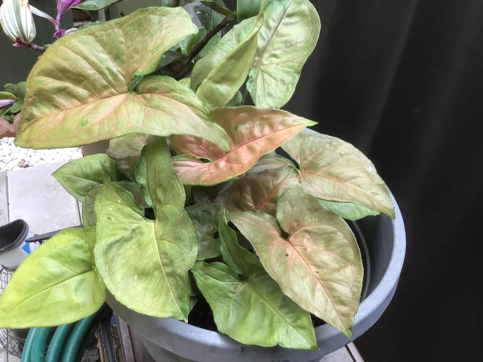 Arrowhead plant in a bigger pot, approximately 10-11 inches. - photo 4