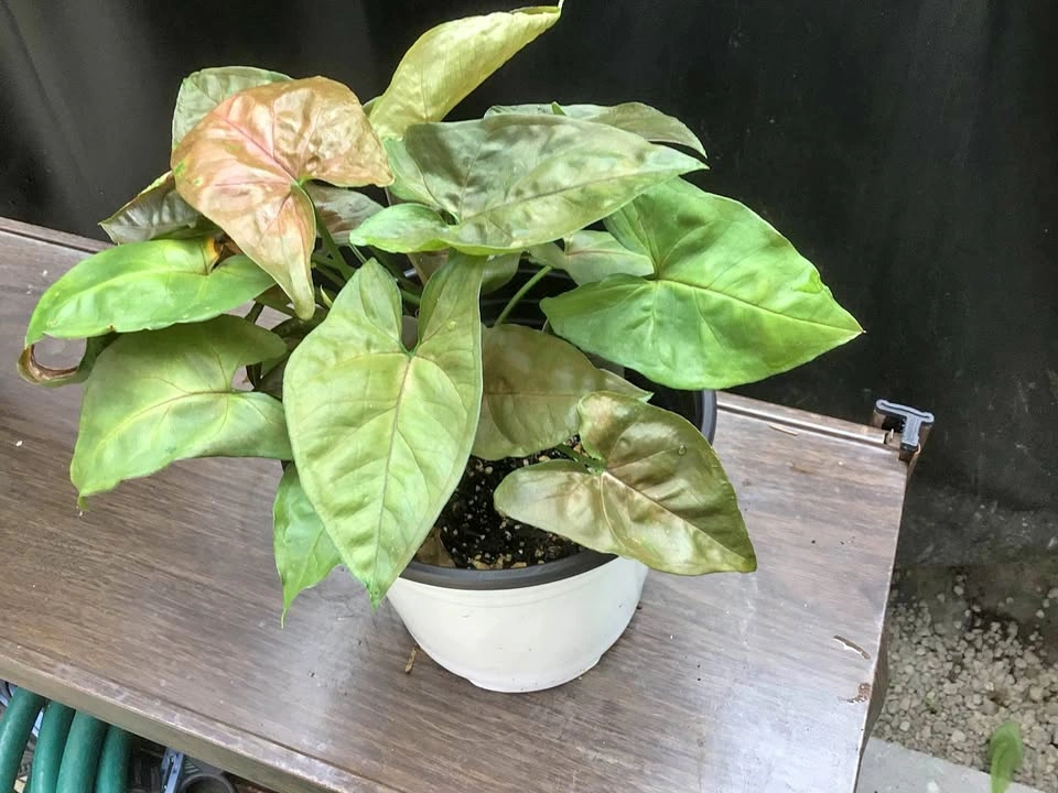 Arrowhead plant