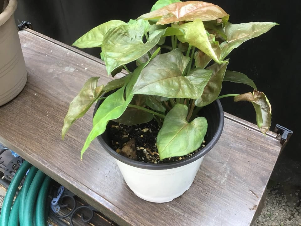 Arrowhead plant - photo 2