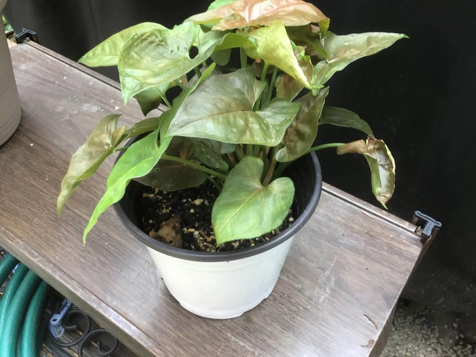Arrowhead plant - photo 3
