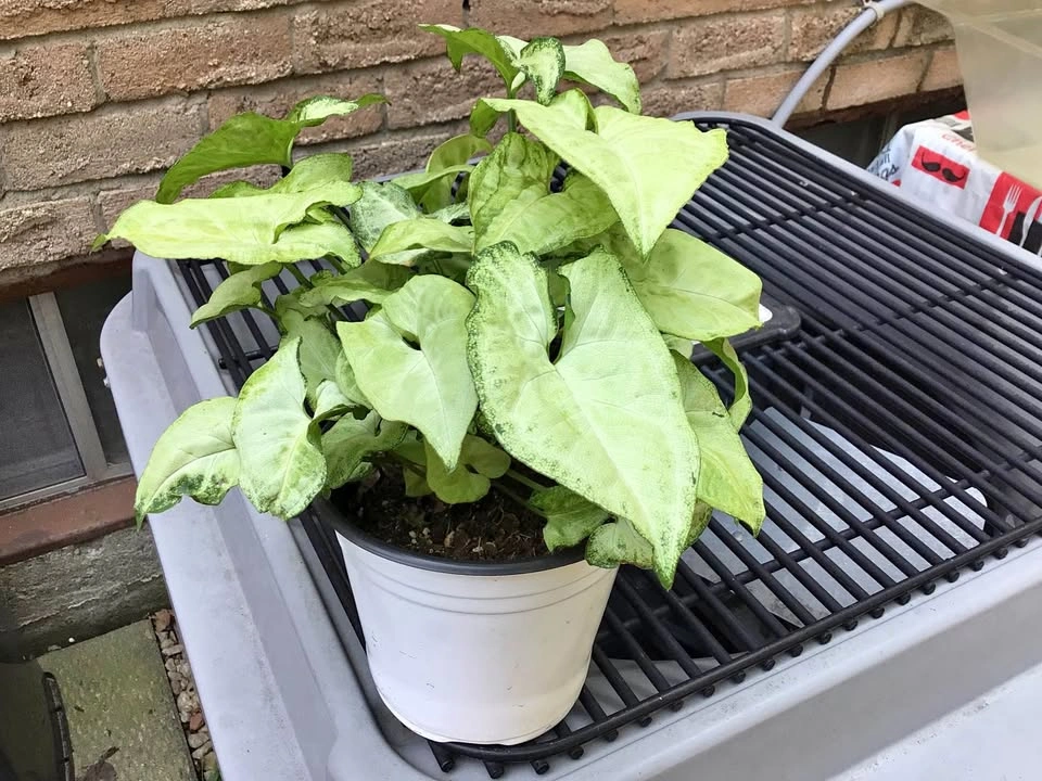 Arrowhead indoor plant