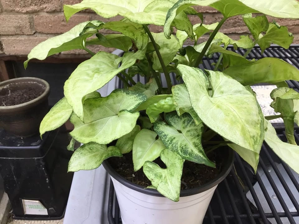 Arrowhead indoor plant - photo 2