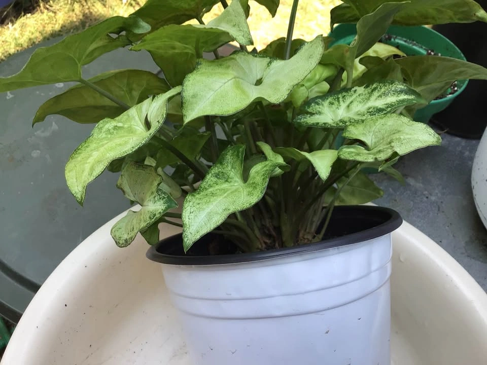 Arrowhead indoor plant - photo 3