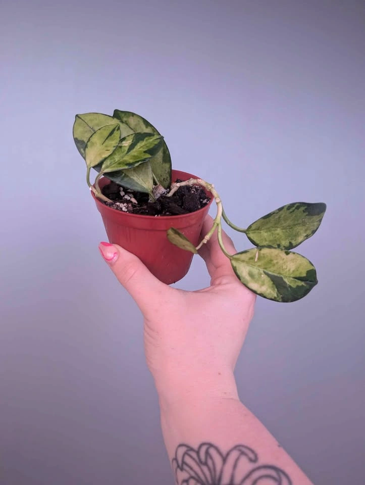 Hoya australis 'lisa' plants - photo 3