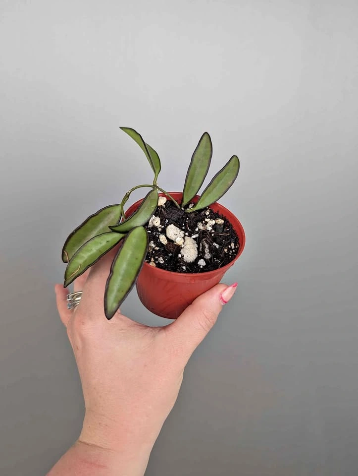 Hoya wayettii 'black margin' plants