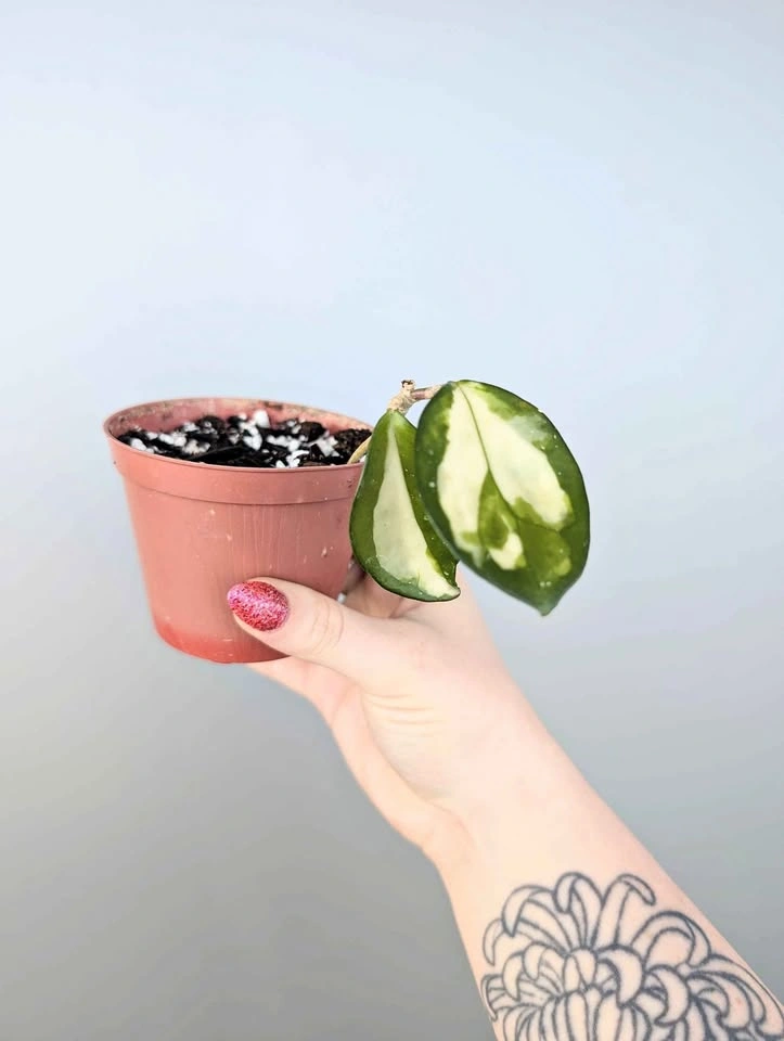 Hoya carnosa 'krimson princess' plant
