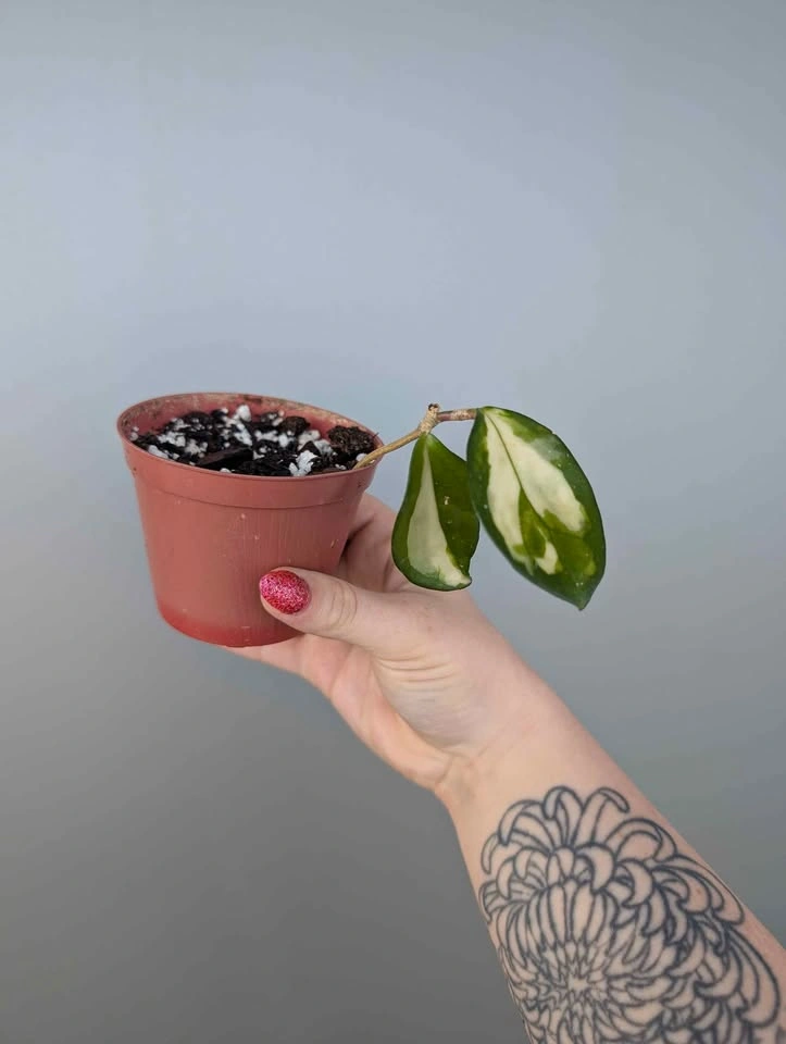 Hoya carnosa 'krimson princess' plant - photo 2