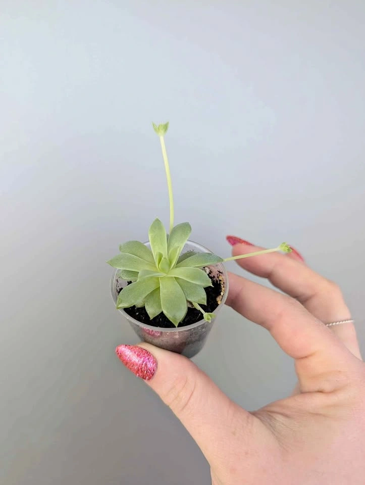 Tiny succulent