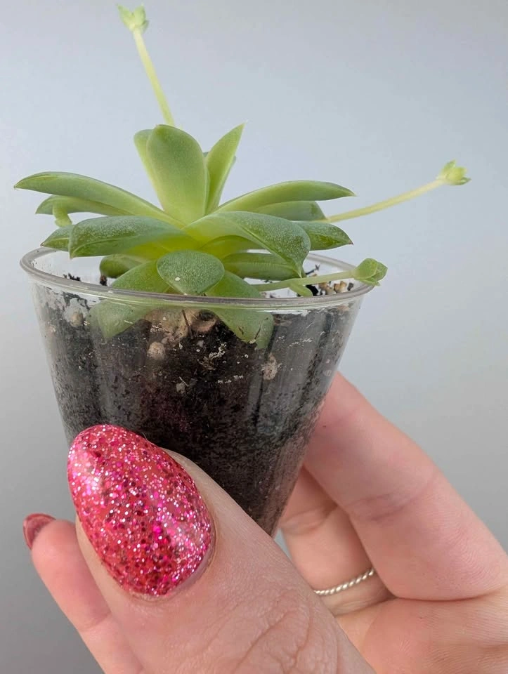 Tiny succulent - photo 2