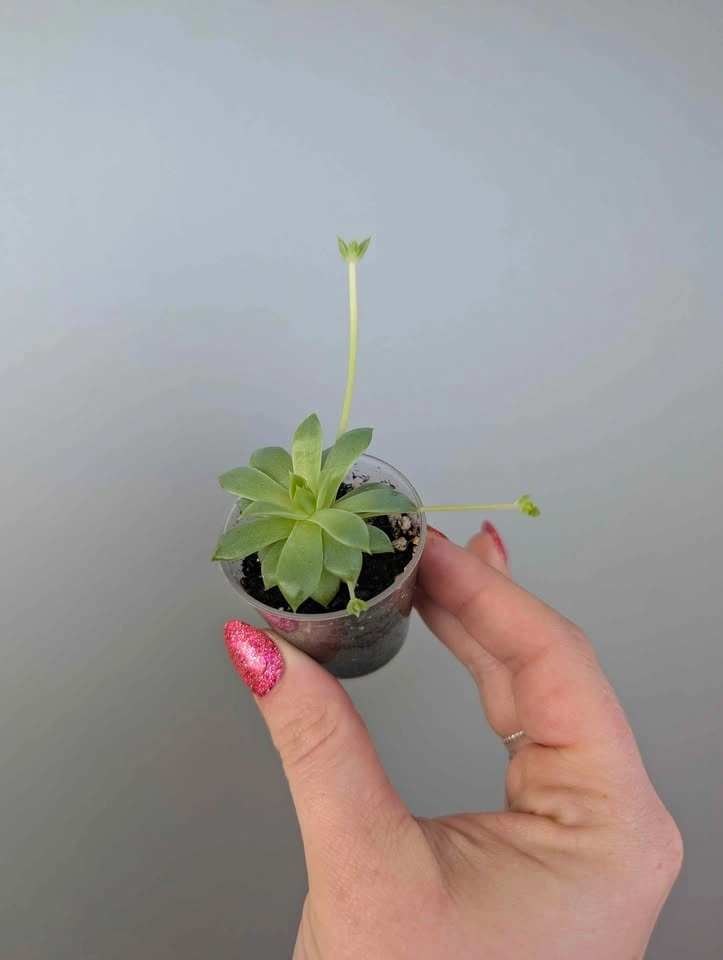 Tiny succulent - photo 3