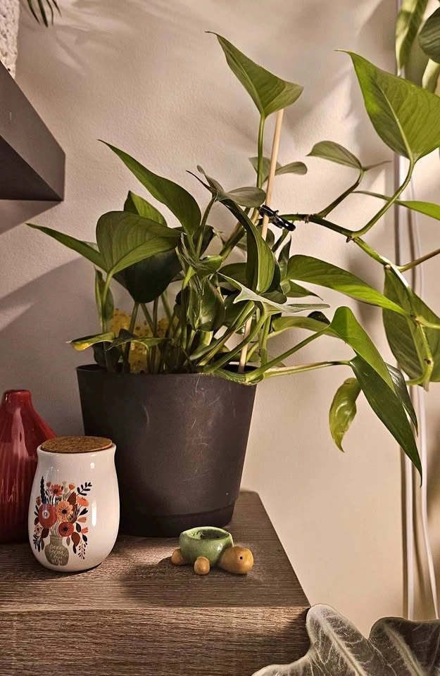 "Golden" Pothos Tropical Plant