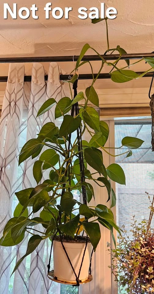 "Golden" Pothos Tropical Plant - photo 2