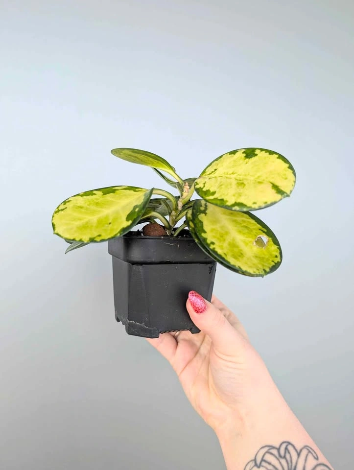 Hoya australis 'lisa' plant - photo 2