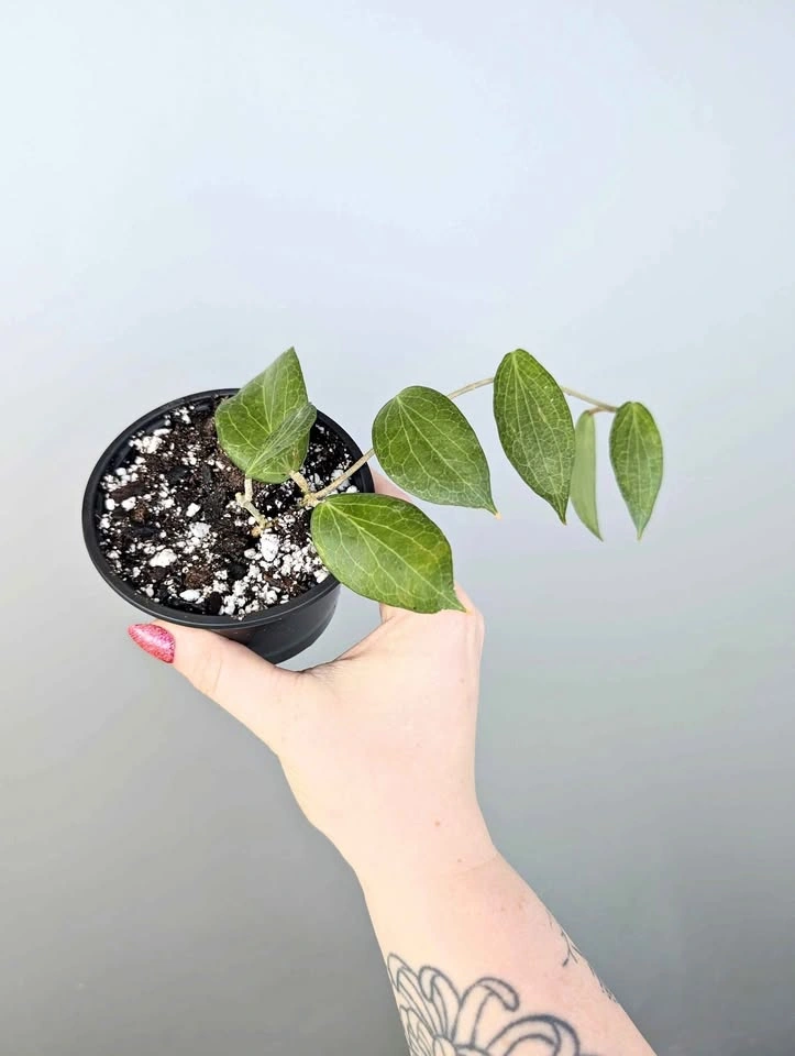 Hoya fitchii plant