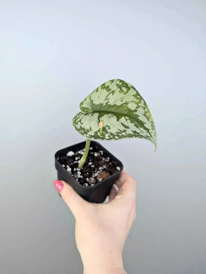 Scindapsus exotica plant