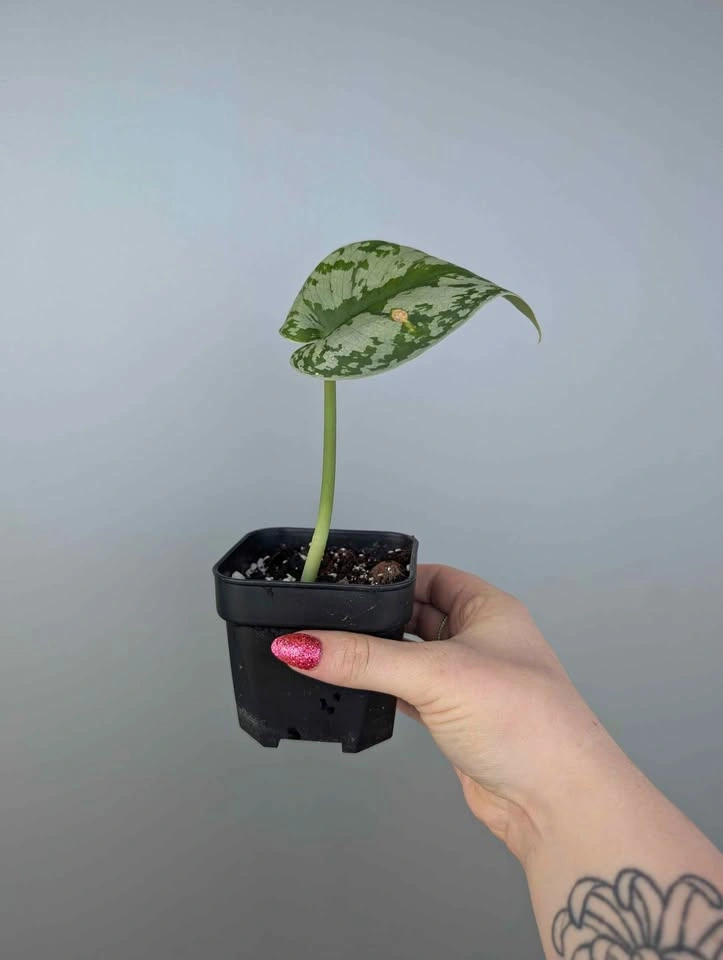 Scindapsus exotica plant - photo 2