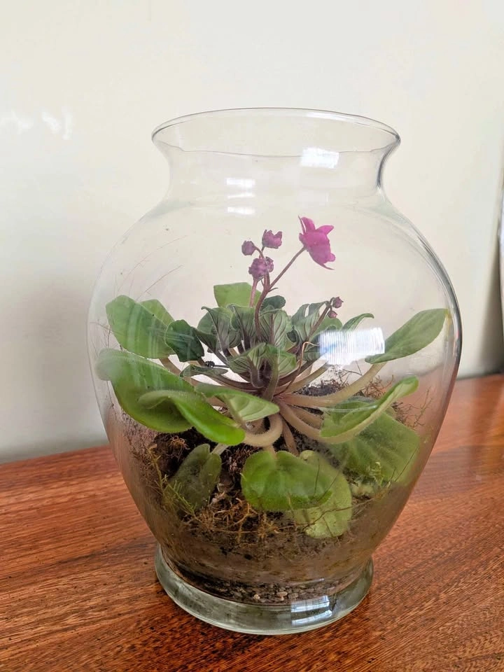 Aesthetic Terrarium Plant