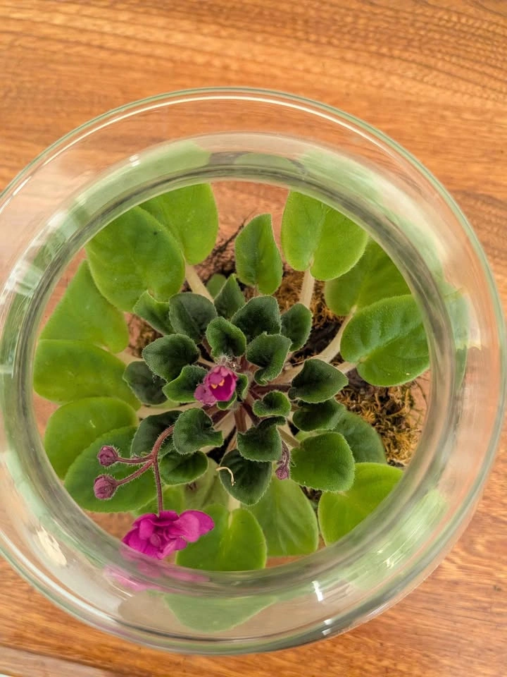 Aesthetic Terrarium Plant - photo 2
