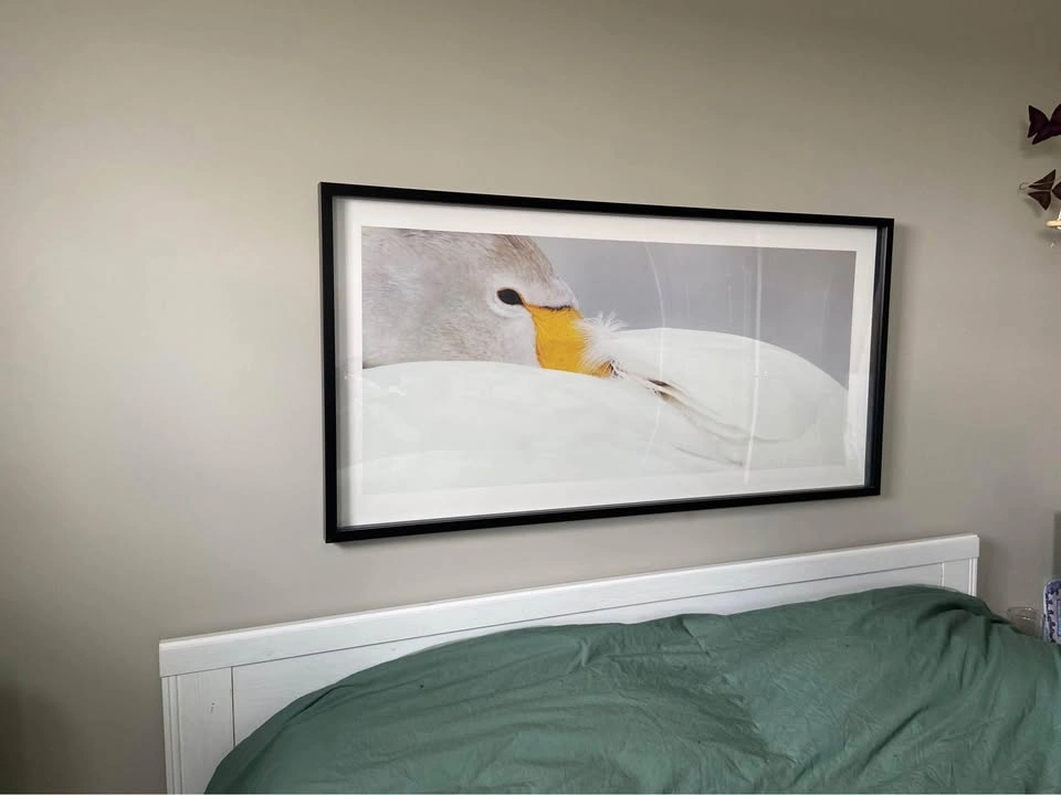 Framed Swan Art