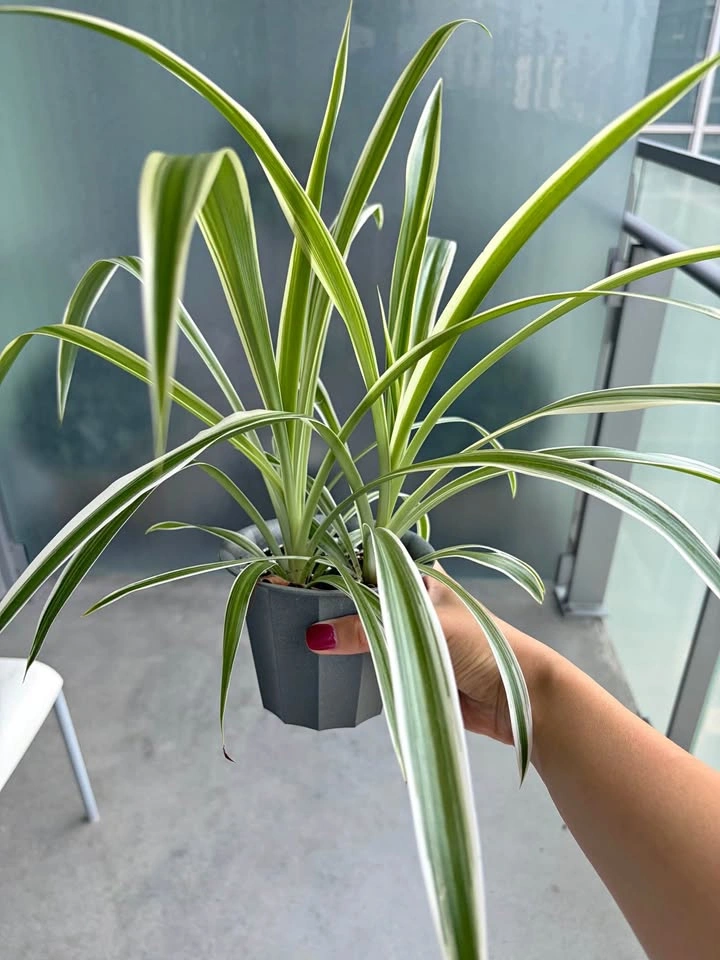 Variegated Spider Plant