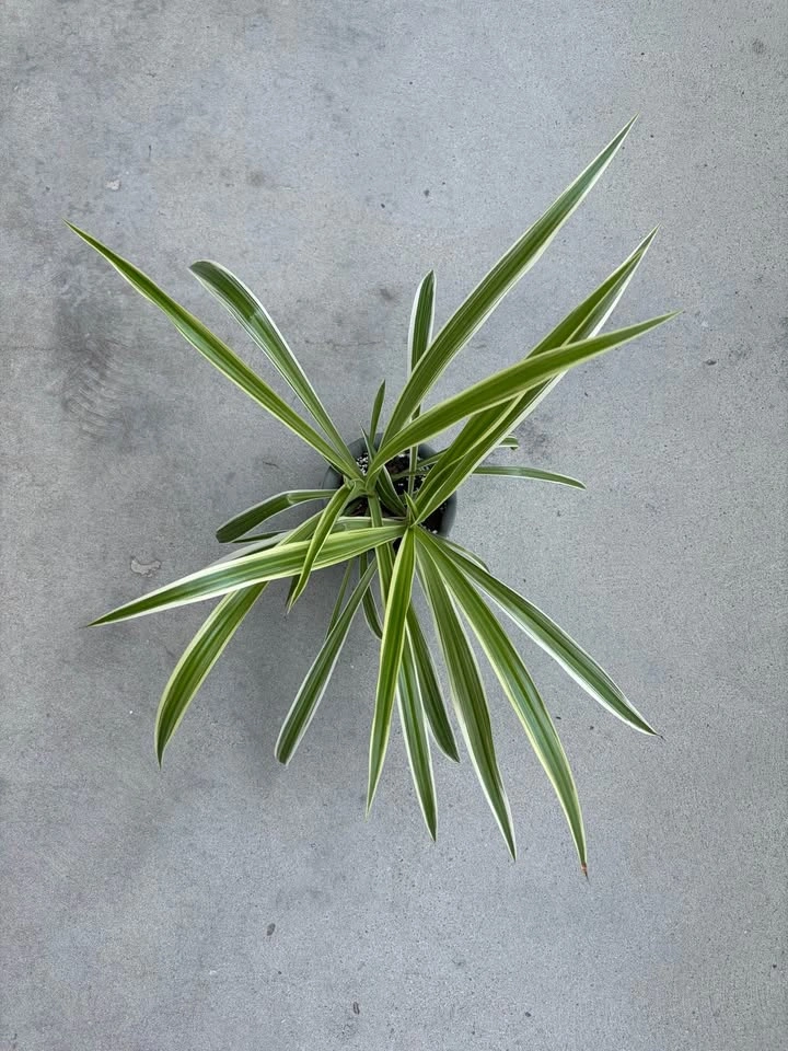 Variegated Spider Plant - photo 2