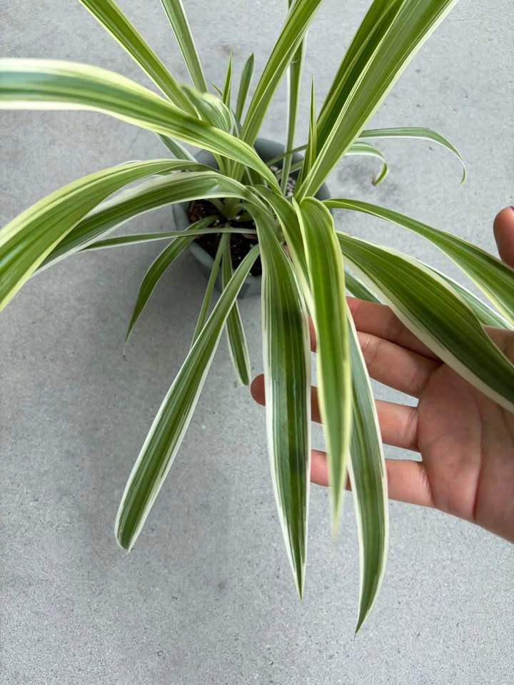 Variegated Spider Plant - photo 3