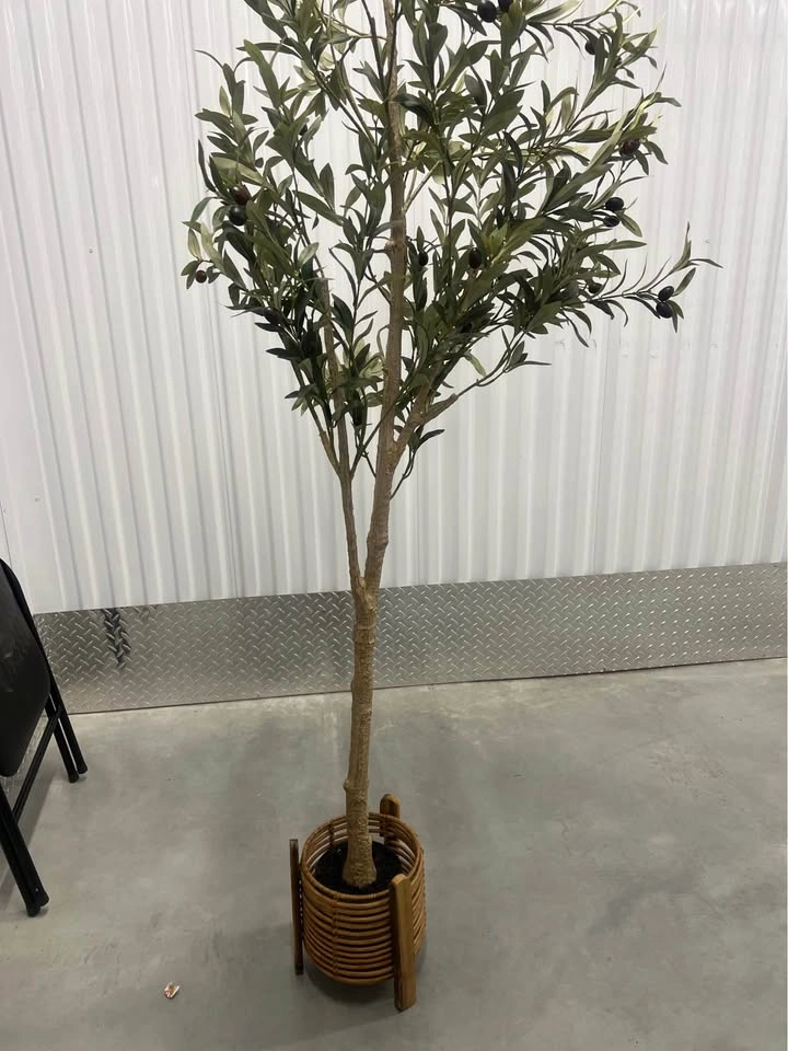 Plants for Sale