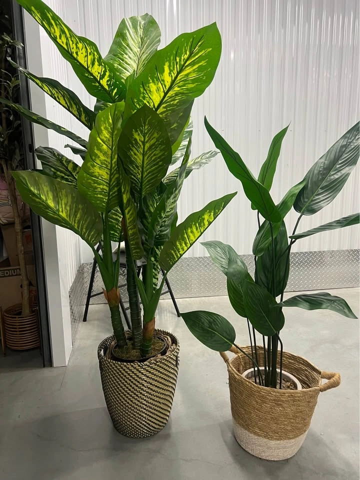 Plants for Sale - photo 2