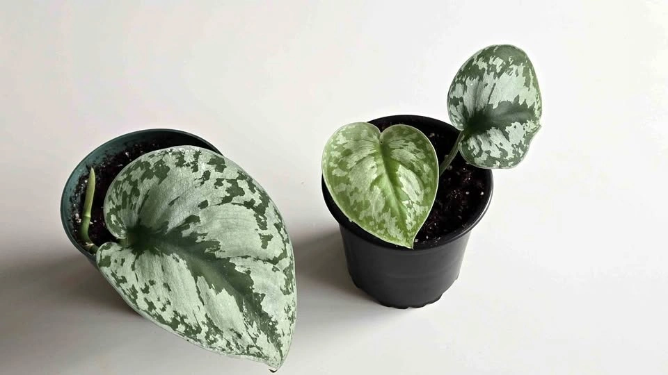 Silver satin pothos plant