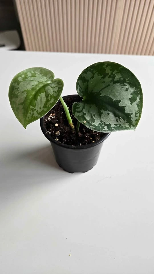 Silver satin pothos plant - photo 2