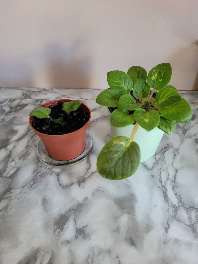 2 For 1 Plant Sale!