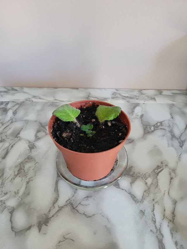 2 For 1 Plant Sale! - photo 2