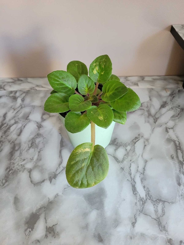 2 For 1 Plant Sale! - photo 3
