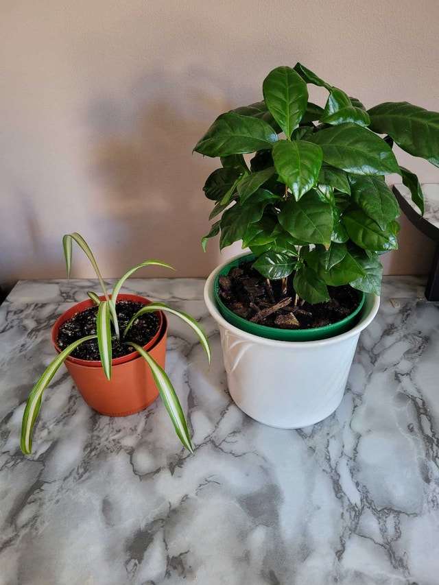 2 For 1 Plant Sale!
