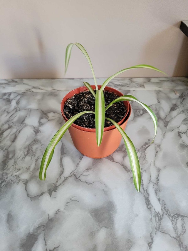 2 For 1 Plant Sale! - photo 2