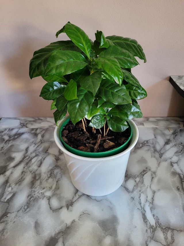 2 For 1 Plant Sale! - photo 3