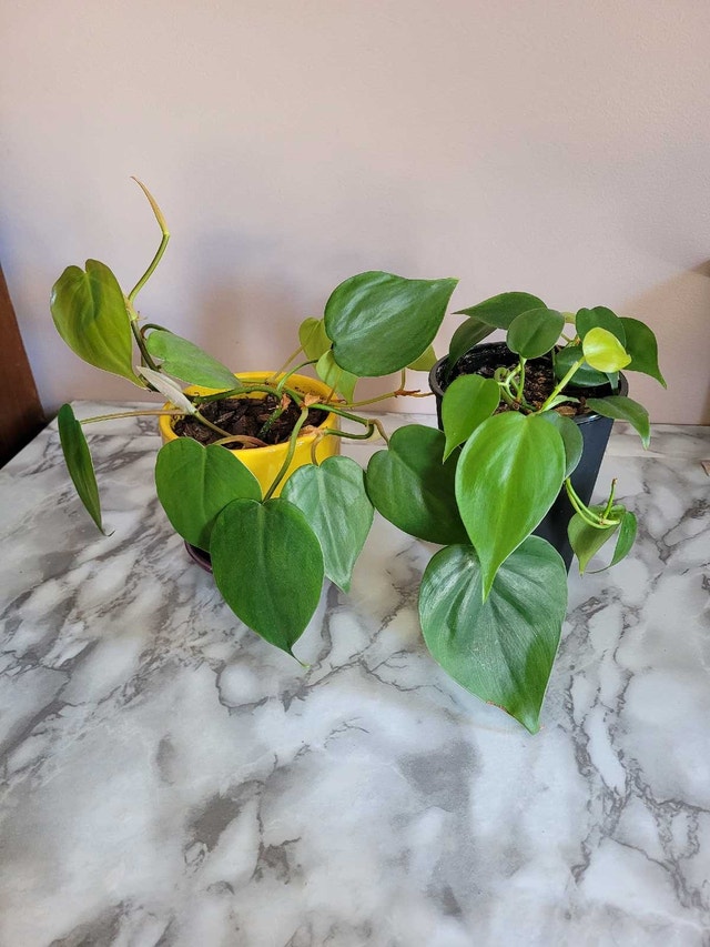 2 For 1 Plant Sale!