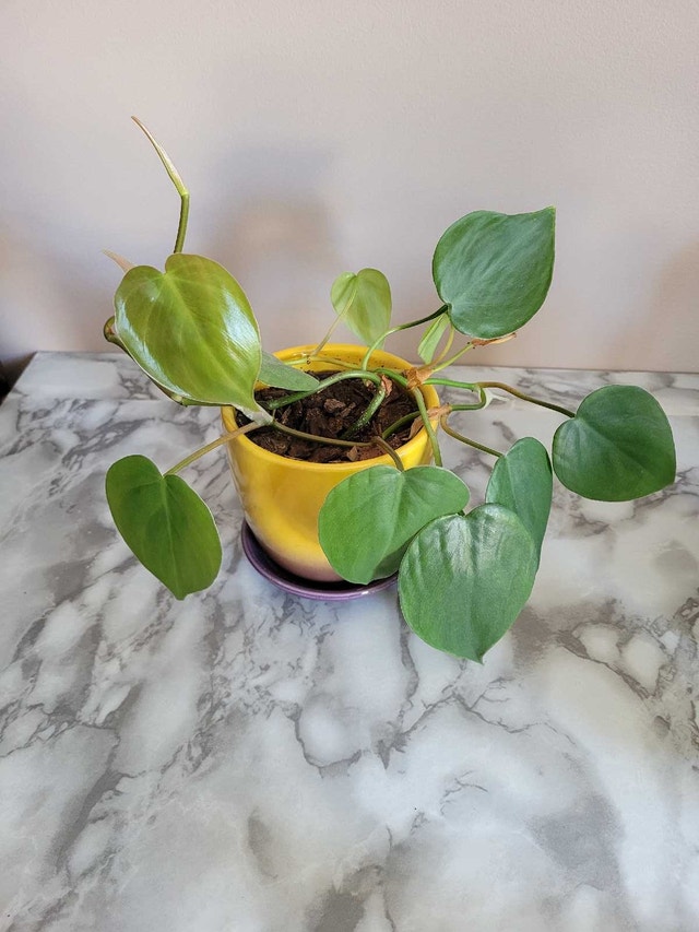2 For 1 Plant Sale! - photo 2
