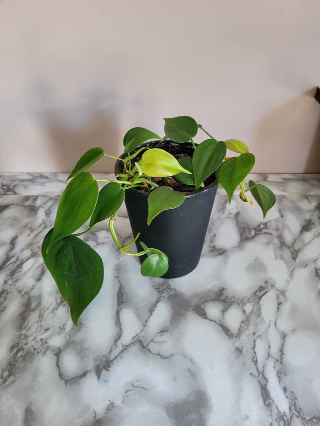 2 For 1 Plant Sale! - photo 3
