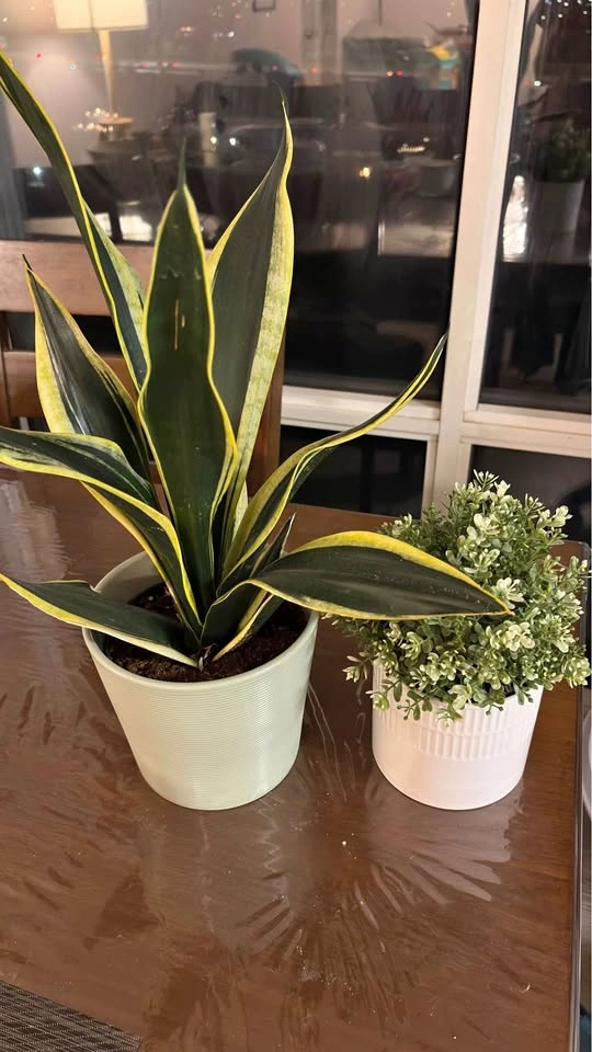 Sansevieria Snake Plant and Artificial Potted Plant