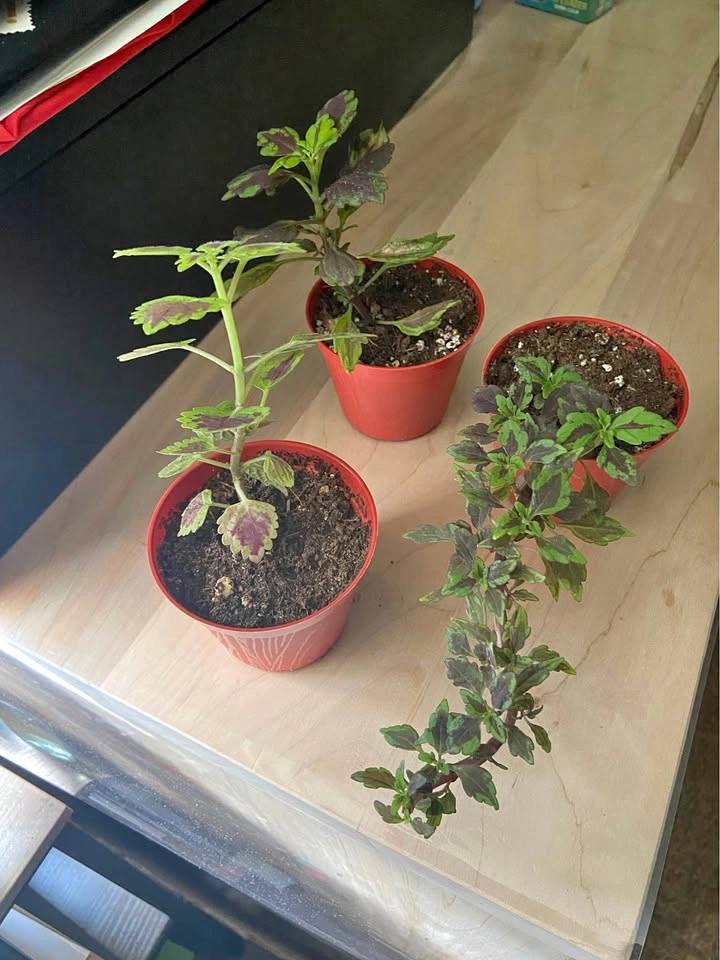 Coleus plants