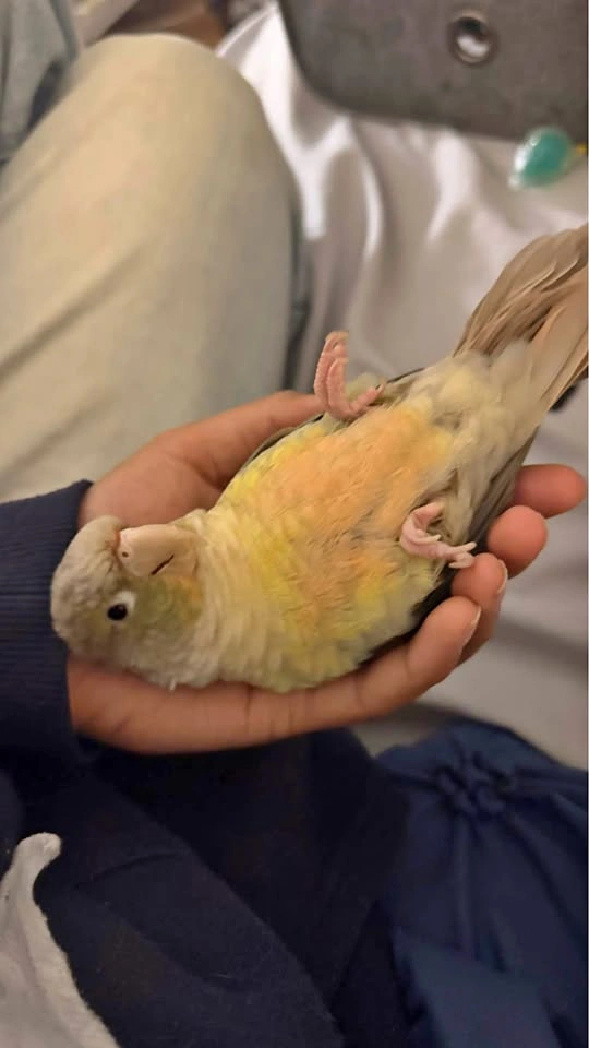 Bird boarding