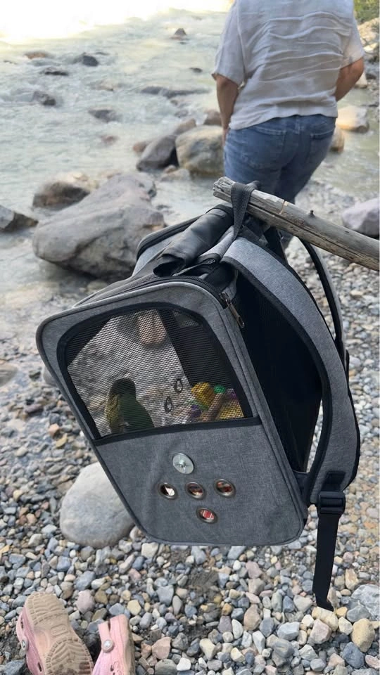 Bird boarding - photo 2