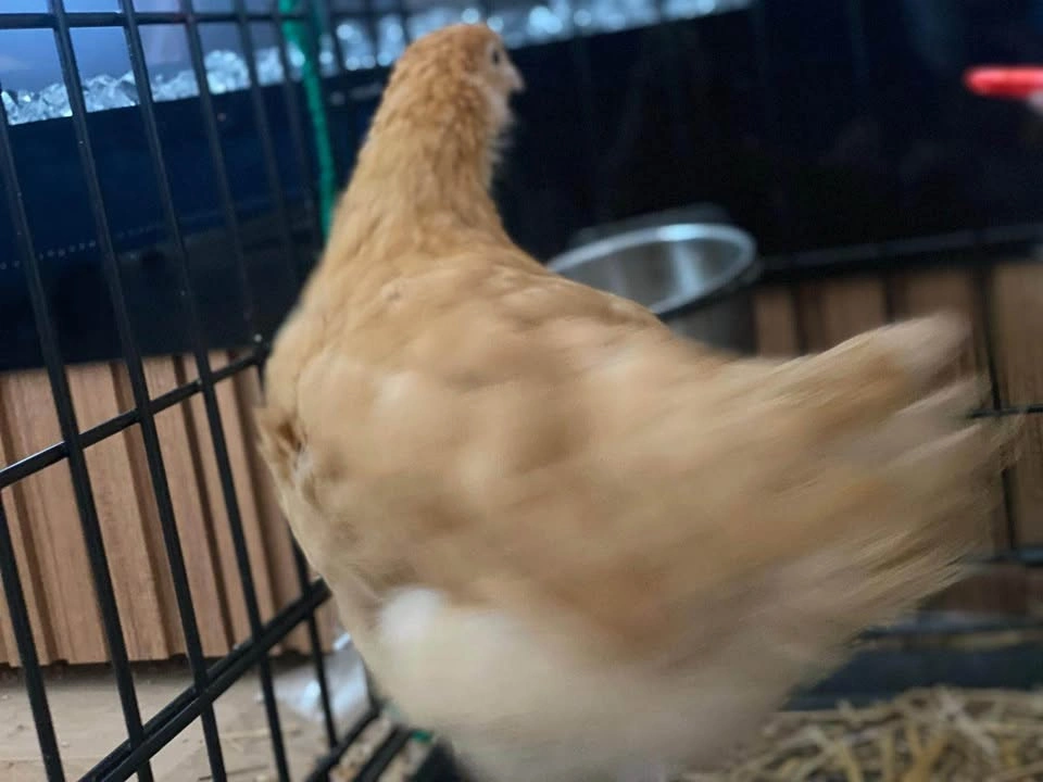Bird boarding - photo 4