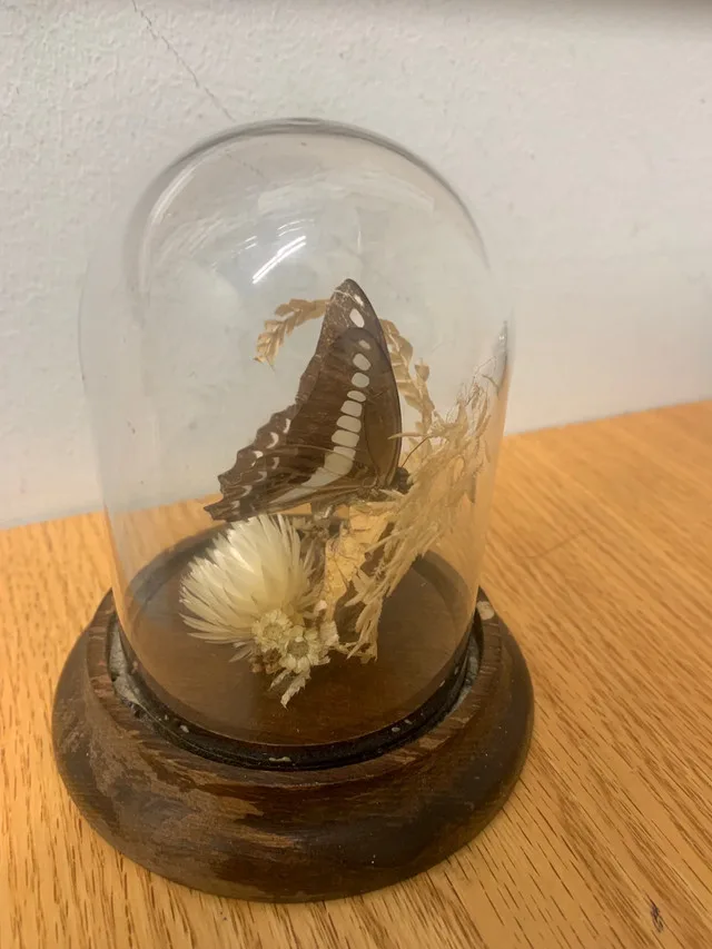Taxidermy butterfly thumbnail