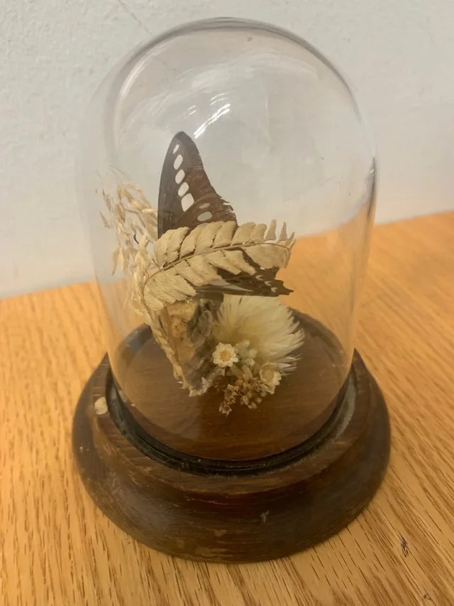 Taxidermy butterfly image indicator(4)