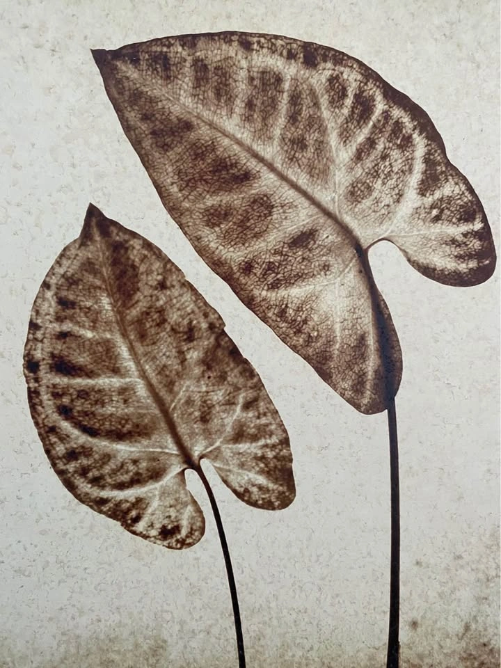 Framed Botanical Leaf Wall Art - photo 4