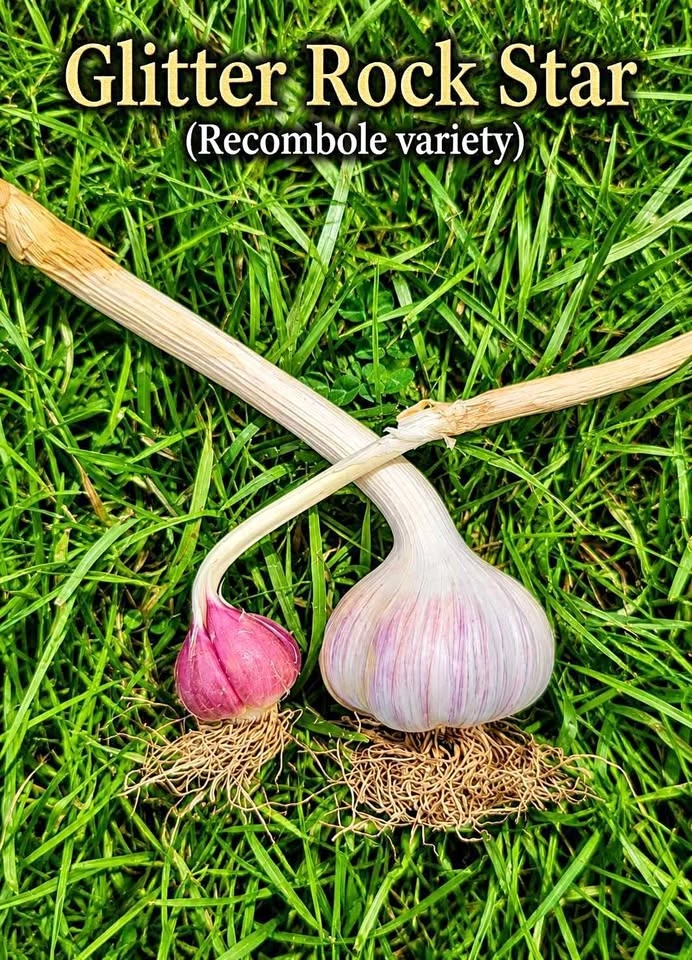 Naturally Grown Garlic (no pesticides or sprays)
