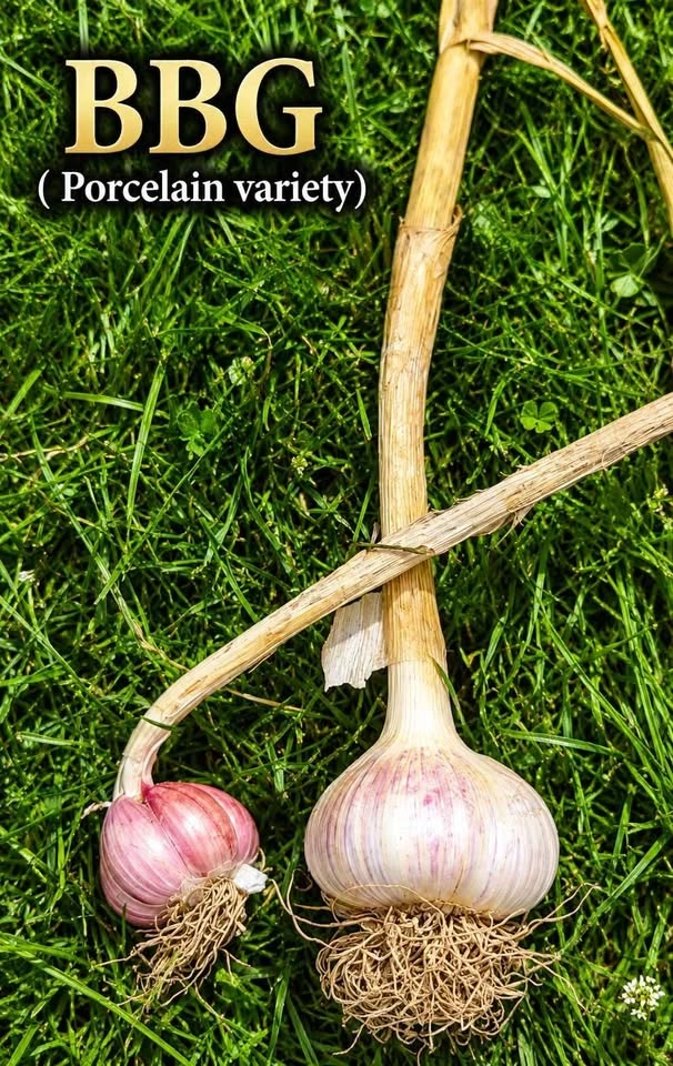 Naturally Grown Garlic (no pesticides or sprays) - photo 2