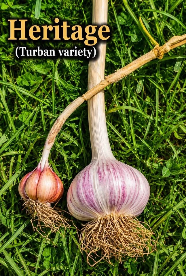Naturally Grown Garlic (no pesticides or sprays) - photo 3